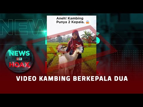Hoax Video Kambing Berkepala Dua | NEWS OR HOAX