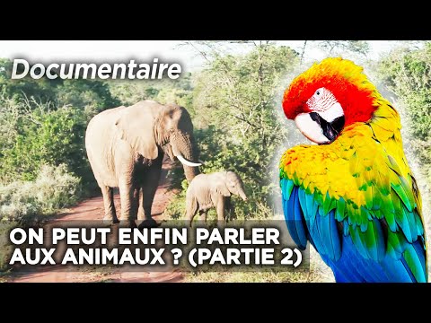 Découvrez le langage secret des animaux - documentaire complet (partie 2)