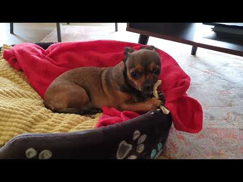 Eichhörnchen, Marder oder Hund?