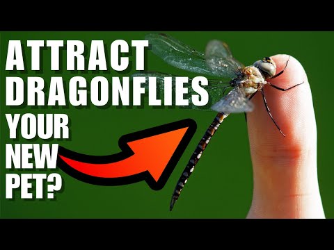 ATTRACTING DRAGONFLIES To Your Yard And Garden - They Eat 100 MOSQUITOES A Day (EACH!!!)