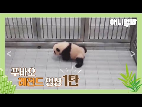 Full Video of Fu Bao’s Birth And Baby Panda Era