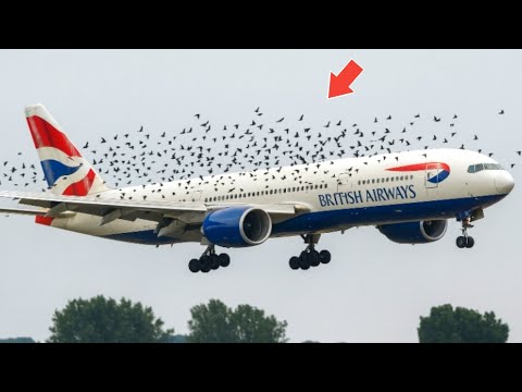 Incredible Moments Ever Caught on Camera