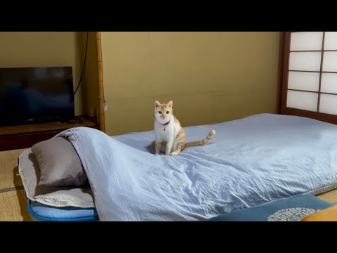 The Cat Inn You Can’t Get a Reservation For🐈Staying at the Cat Paradise Where 13Cats Visit Your Room