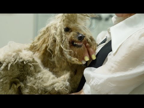 [재능기부] 역대급 누더기견‼️중도 포기선언⁉️