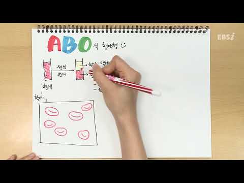 ABO 혈액형 | 가볍게 공부하는 박소현의 생명과학 스케치북, 개정 생명과학, 노트필기, 문제풀이 | EBSi 고교강의
