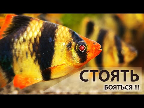 Барбусы. 6, 15, 70? Как победить тиранию в аквариуме и подружиться с котом (11.03.2024)!