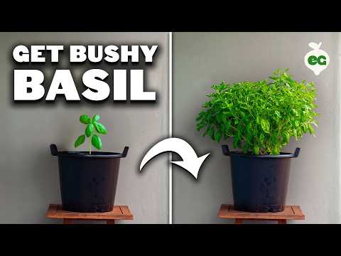 My Basil Pruning Trick for Bigger, Bushier Plants! 🪴