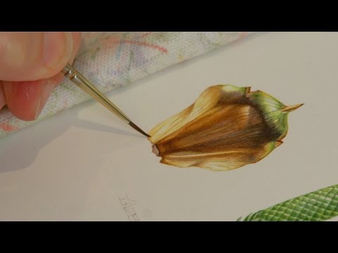 The Art of Botanical Illustration; A Norfolk Island Pine by Angela Lober