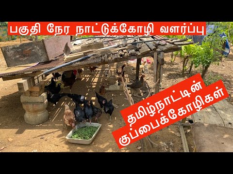 குப்பை கோழிகள் வளர்ப்பு முறை, தென்காசி மாவட்டம் | part time county chicken farm in Tamilnadu