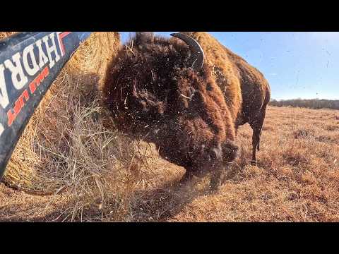 Will They Eat It or Destroy It? We Have Something Brewing!