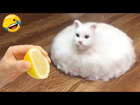 Nuevos clips de perros y gatos más divertidos de 2025 😽🐶Intenta no reírte 😍 Parte 20