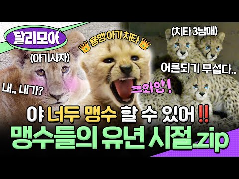 [📁#달리모아] 호랑이, 사자, 치타까지! 포스 넘치는 맹수되기 전 귀욤 뽀짝 아가 시절 모아보기😍 #TV동물농장 #아기호랑이 #아기사자 #아기치타