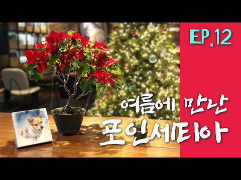 EP.12 How to Grow Poinsettias