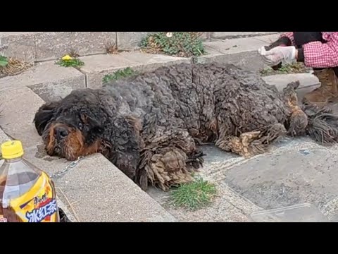 11kg fur and body full of wounds, He lay exhausted in front of the abandoned company gate. HELP!