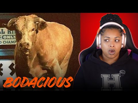 World's Most Dangerous Rodeo Bull - Bodacious 😳 Oh My !!