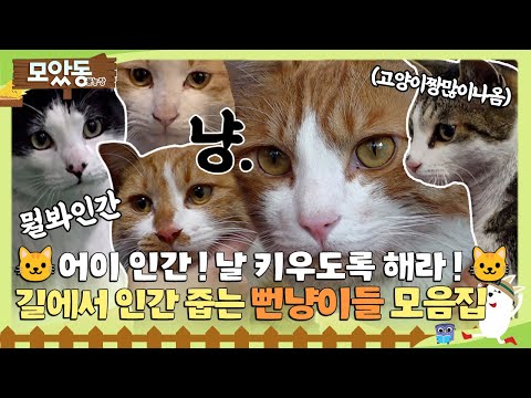 [#모았동물농장] 🐱어이 인간! 날 키우도록 해라!🫵 뻔뻔하고 귀여운 집사 간택하는 길냥이들 모음집🐱 #TV동물농장 #AnimalFarm #SBSstory