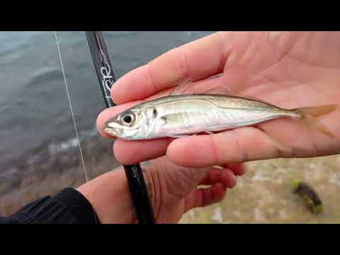 Как и на что ловить ставриду в Чёрном море. Рыбалка в Крыму Ялта.