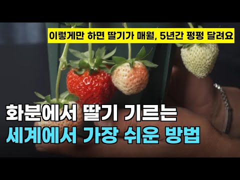 132. Using this strawberry variety, you can easily grow and harvest delicious strawberries at hom...