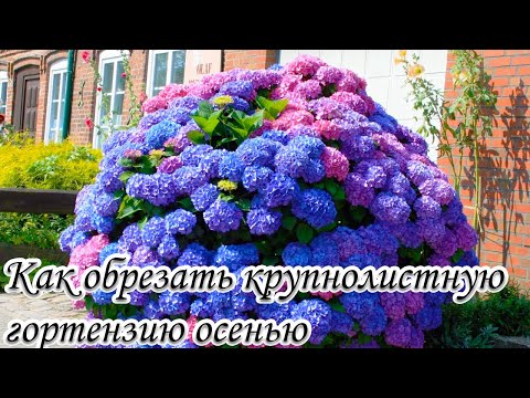 Как обрезать крупнолистную гортензию осенью. Как не остаться без цветов у гортензии