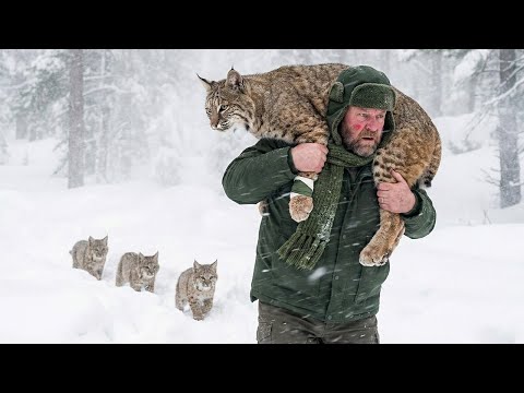 Man Saved a Freezing Bobcat Family — But He Never Expected What Followed