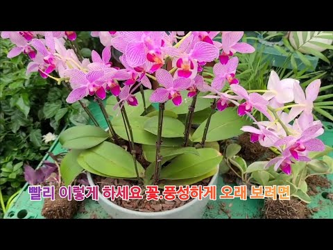 선물로 받은 '호접란' 오래오래 꽃피게 하려면 이렇게 하세요!!