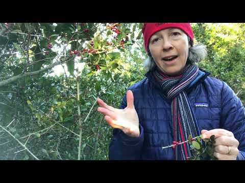 Ilex vomitoria (yaupon holly)