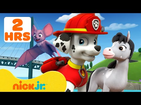 Patrulha Canina | Resgates de Animais na Baía da Aventura! #3 🐻‍❄️🦉 | Nick Jr. em Português