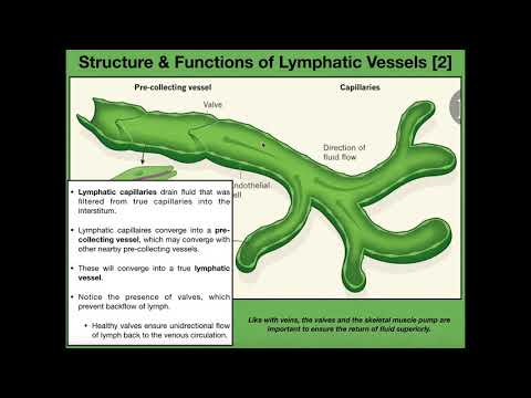 Anatomy & Physiology of the Lymphatic Vessels