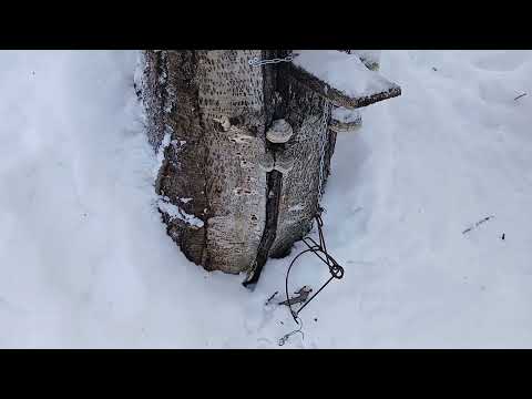 On the hunt as on the hunt, December 19, 2025