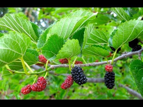 The Interesting World of Mulberries: A General Overview