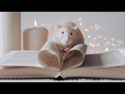 Как сфотографировать крысу, чтобы получилось красиво? Предметная и анималистическая съёмка