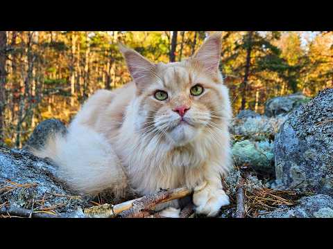 Walk With Buster Up the Mountain