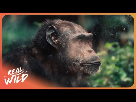 THE GREAT APES | Life In The Animal Kingdom: Series 2 Episode 1 | 4K