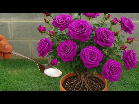 Just 1 teaspoon of this mixture will help your purple rose cuttings root immediately