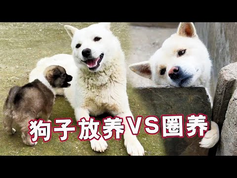 流浪狗日记④丨放养的狗子VS被拴的狗子，同狗不同命啊~【天下一场梦】