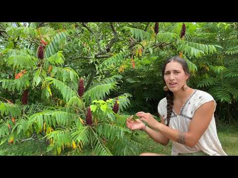 All About Staghorn Sumac: How to Make Sumac-ade