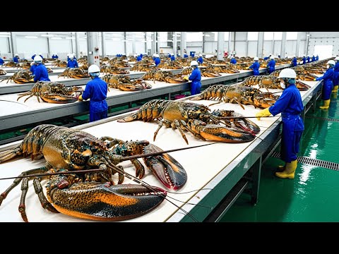 How Millions of Lobsters Are Farmed & Processed for Foods – Inside the Lobster Processing Factory