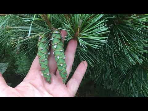 Хвойные в саду.  Часть.3. Сосны