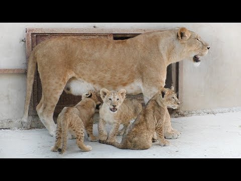 Лола, Марсельвята и Марсель. Львы Тайгана. Lola, lion cubs and Marcel. Taigan Lions.