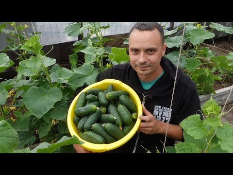 ВИРОЩУВАННЯ ОГІРКІВ ВІД ЗЕРНЯТКА ДО ЗБОРУ ВРОЖАЮ