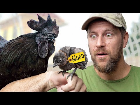 We Hatched $6,000 Chickens??