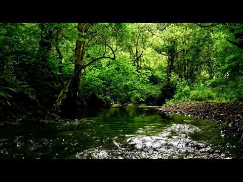 9 HOURS OF CALMING FOREST STREAM SOUNDS, RELAXING WATER & BIRDSONG