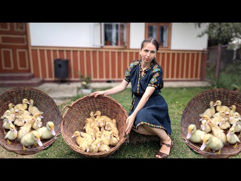Hard life in the village. Building duck house. Cooking dinner from Ukrainian mountains