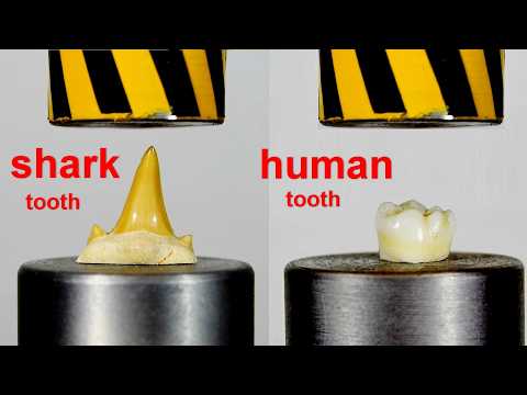 TOP INTERESTING VIDEOS WITH HYDRAULIC PRESS AND MORE