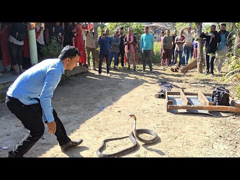 🐍 😱 King cobra snake rescue in Nepal ! खतरनाक किङ कोब्रा साँप भेटियो आज।