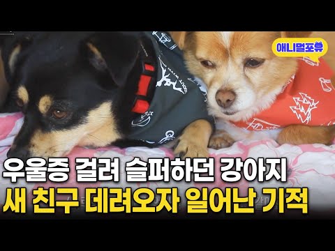 우울증 걸린 강아지에게 새 친구 만들어 줬더니 생긴 놀라운 변화 | KBS 동물극장 단짝 220430 방송