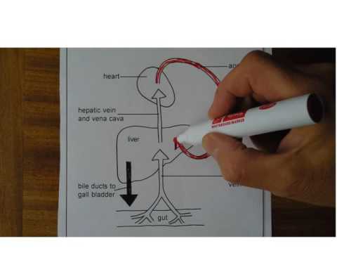 Liver A and P, Part 1, Full version