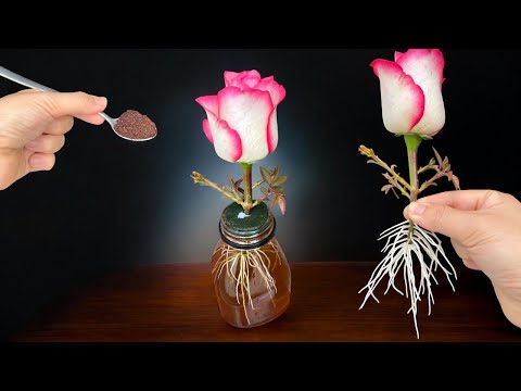 if you want to propagate rose buds germinating and rooting 200%! use coffee.