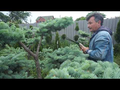 Обзор стилей ниваки!