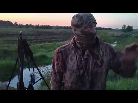 ОХОТА НА ВОЛКА НА ВАБУ. Первые волки под молотки.#охотанаволка#вабанаволка#охотанавабунаволка#Волк